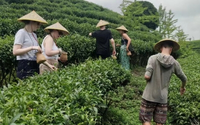 Qixianfeng Tea Plantation Tour in Yangshuo